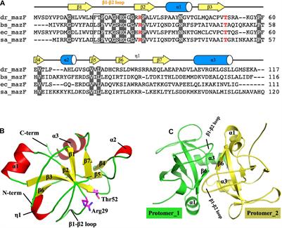 MazEF Toxin-Antitoxin System-Mediated DNA Damage Stress Response in Deinococcus radiodurans